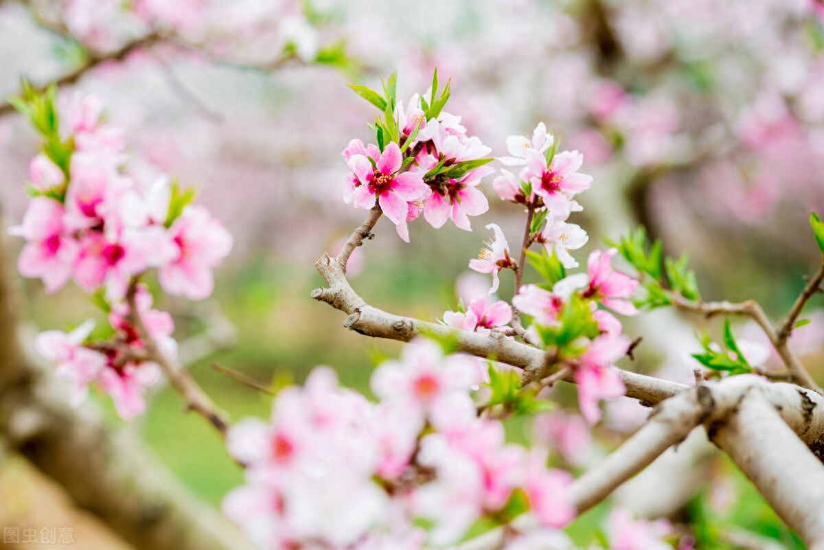 相思深深，痴念不变，深爱一人，永远永远(图2)