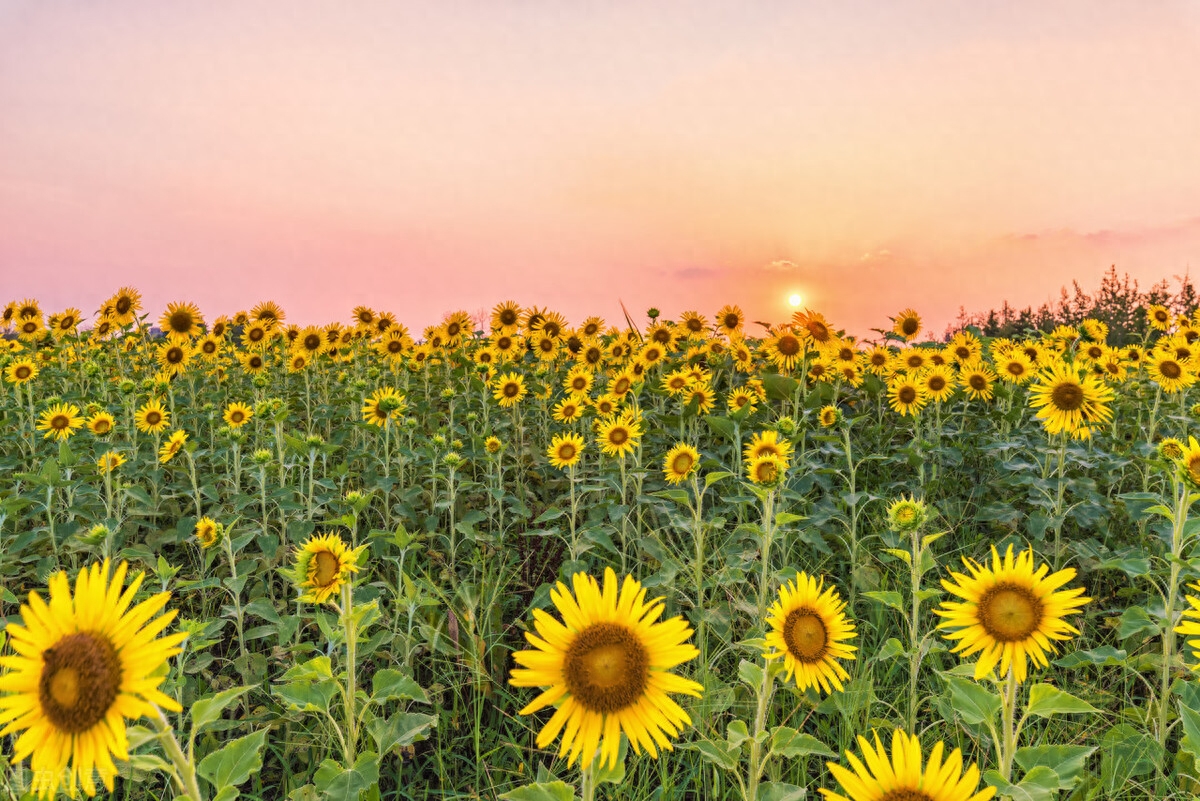 简单快乐生活的心态句子，开心每一天(图3)