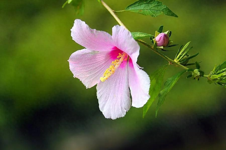 迷上，那个单眼皮的女生(图1)