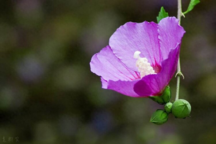 迷上，那个单眼皮的女生(图2)