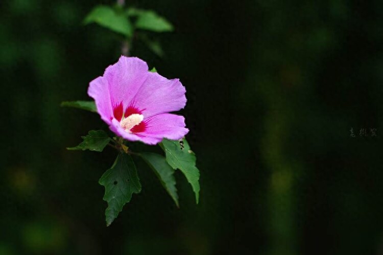 迷上，那个单眼皮的女生(图6)