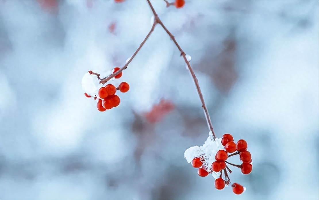 今日小雪！天地初寒，愿岁月安暖(图7)