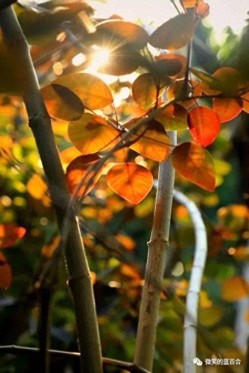 初寒雨露浓，草阶秋已深(图1)