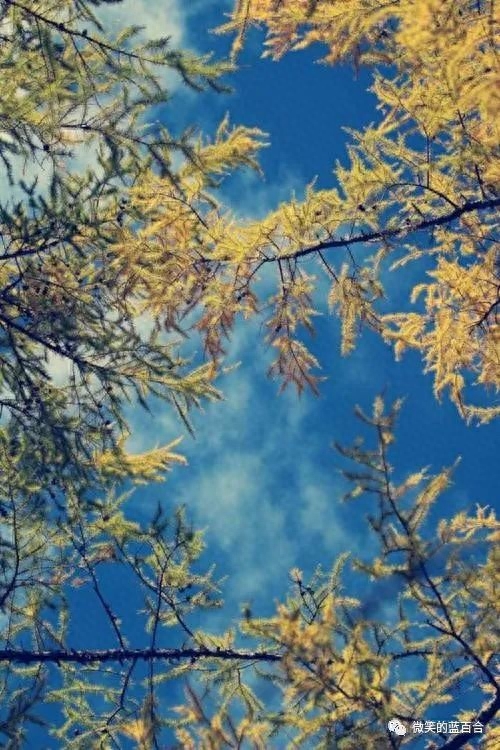 初寒雨露浓，草阶秋已深(图2)