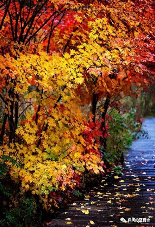 初寒雨露浓，草阶秋已深(图3)