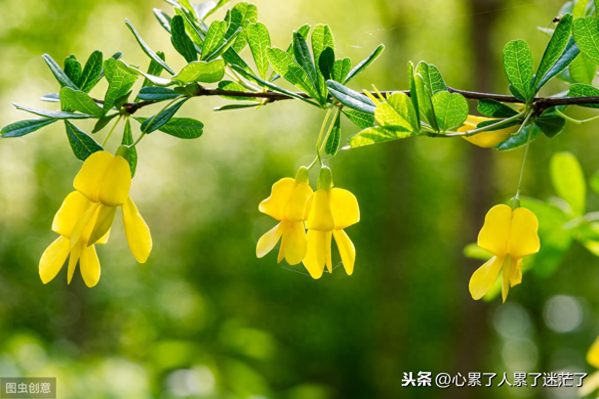 最新人生感悟的经典好句子，人生快乐不快乐看心情(图1)