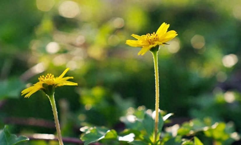 20个静享时光岁月的极简句子，岁月静好优美文案(图2)