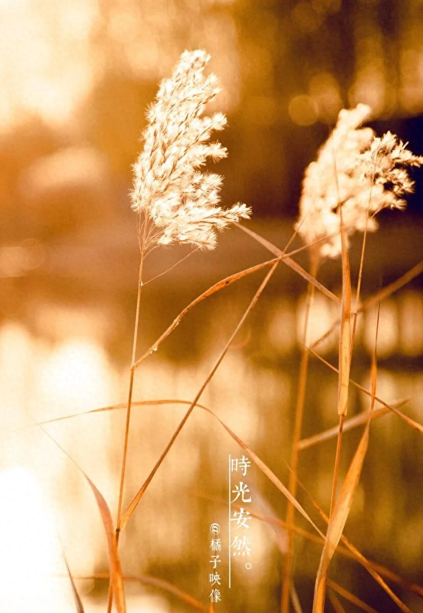 20个静享时光岁月的极简句子，岁月静好优美文案(图3)