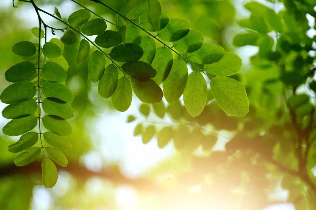 35句治愈人心的诗词，一字一句，皆是岁月静好(图1)