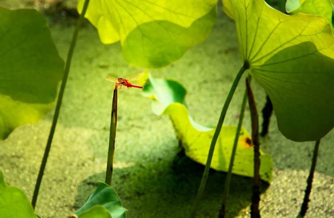 35句治愈人心的诗词，一字一句，皆是岁月静好(图5)