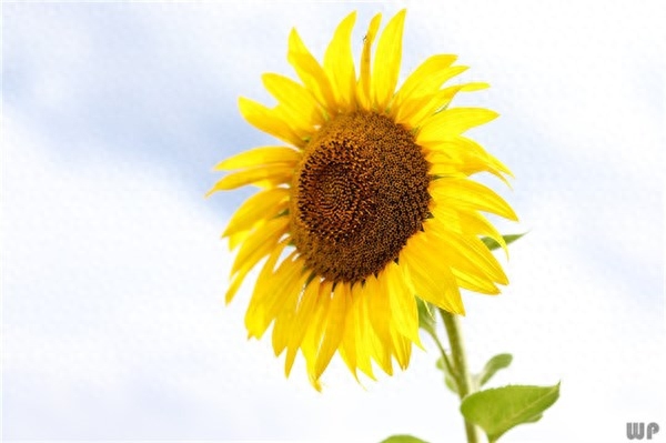 人生，看透不如看淡；顺其自然，开心过好每一天(图2)