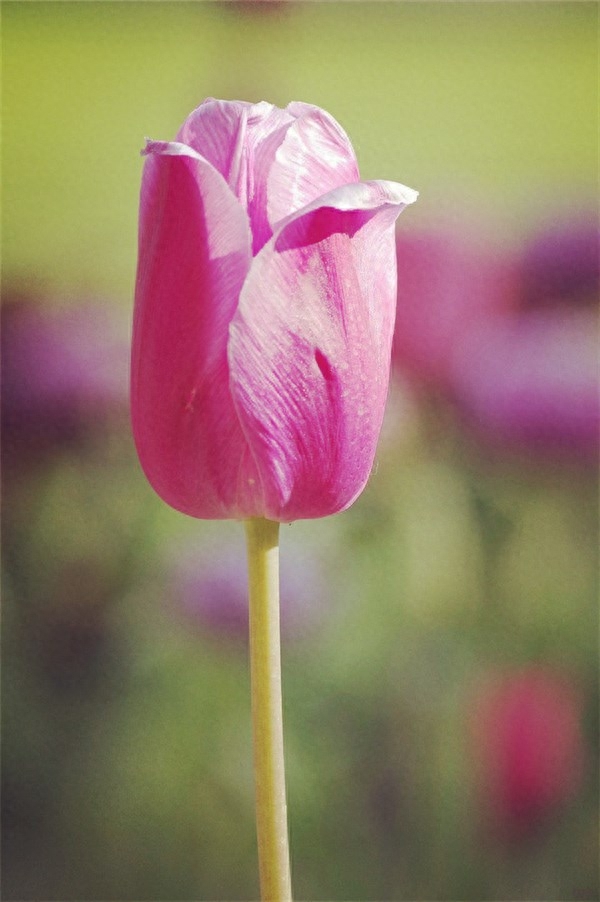 一些感性的句子，句句简单而有道理(图2)