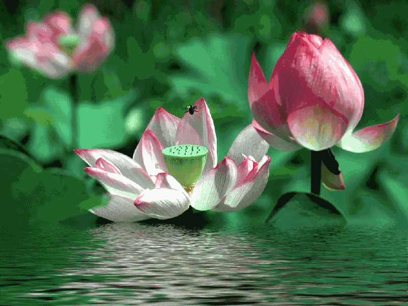 写给人生路上慢慢变老的自己，愿不负岁月，求佛保佑一生好好的(图11)