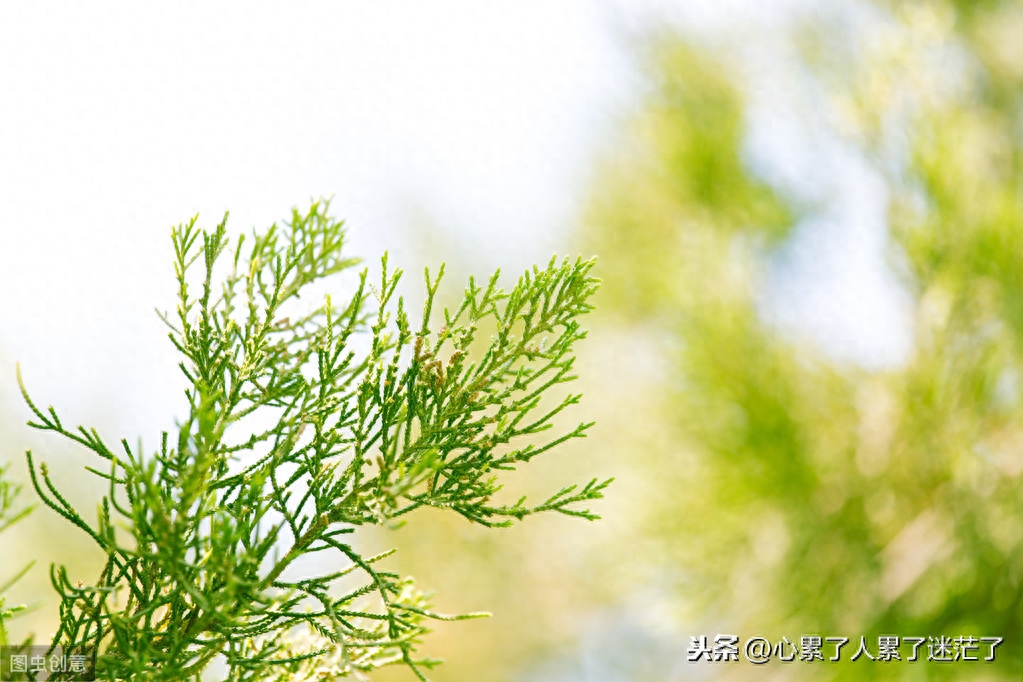 人生感悟短语，只要你愿意走，哪里都会有路(图1)