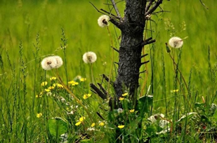 路的尽头，仍然是路，只要你愿意走（好文好句）(图2)