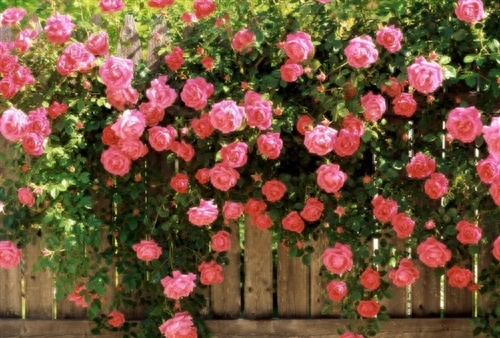 鼓励孩子不骄不躁的句子(图1)