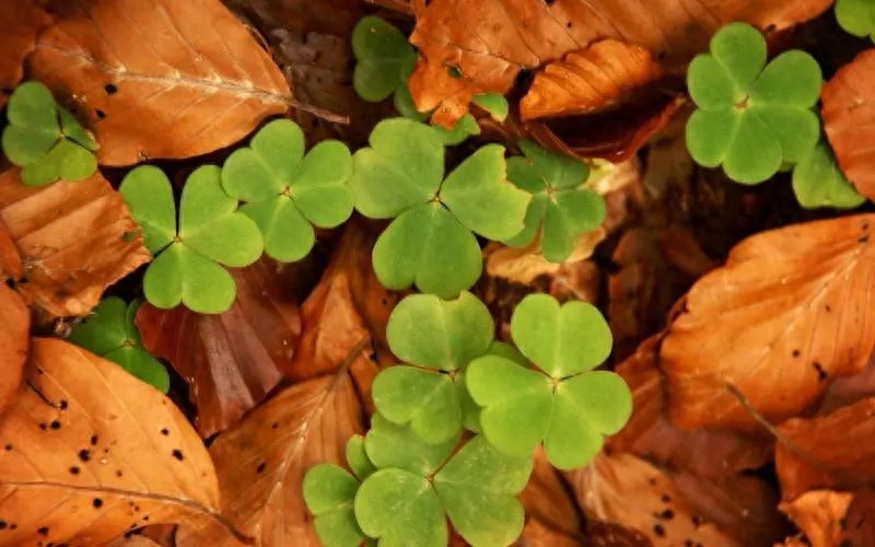 独特创意的儿子生日文案，定格美好时光(图3)