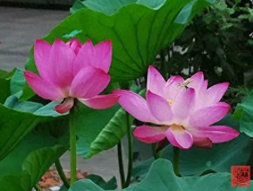 良言：遇事，要冷静；处事，要理智；待人，要大度；对人，要宽容(图1)