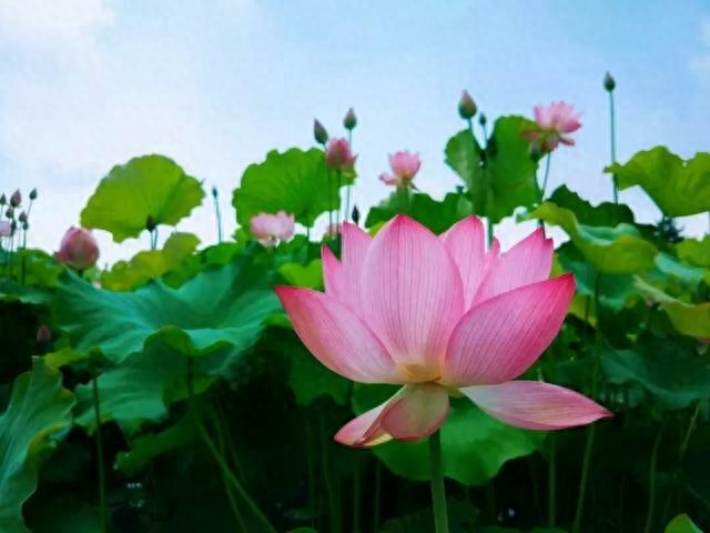 良言：遇事，要冷静；处事，要理智；待人，要大度；对人，要宽容(图2)