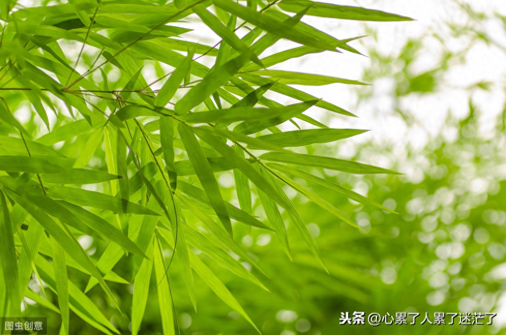 人生感悟的句子，走自己的道路，越努力越幸运(图2)