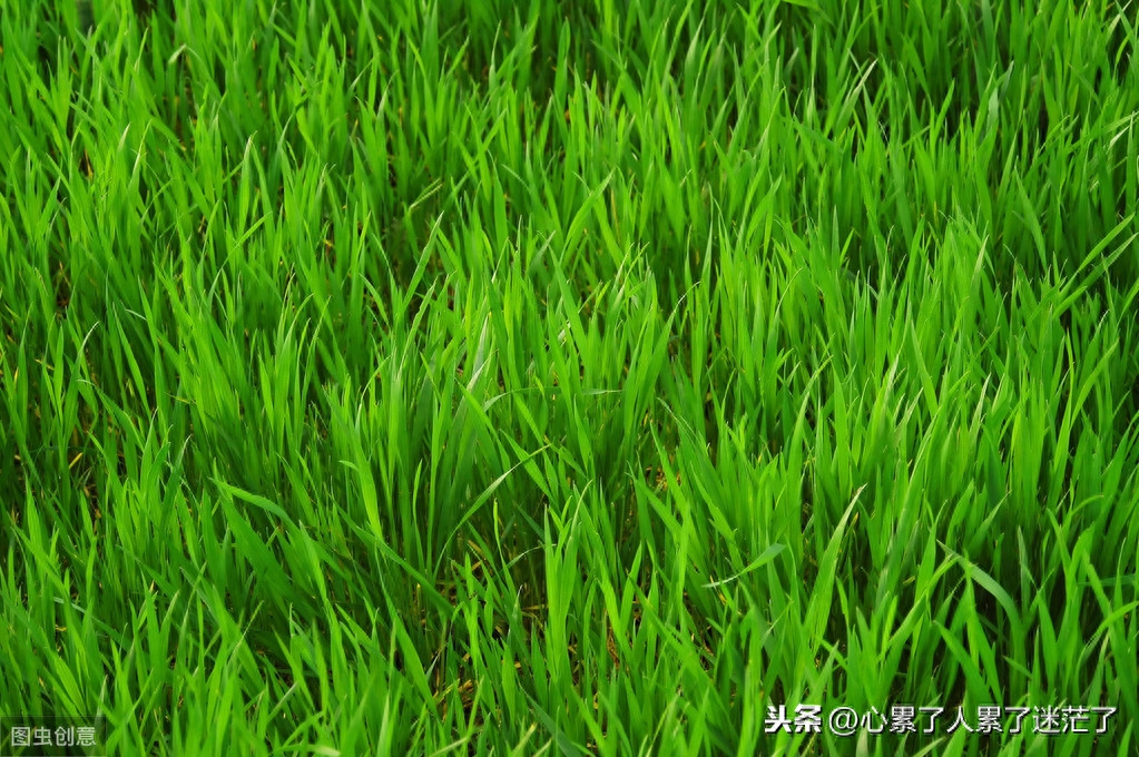 人生感悟经典句子，走自己的道路，过自己的生活(图1)