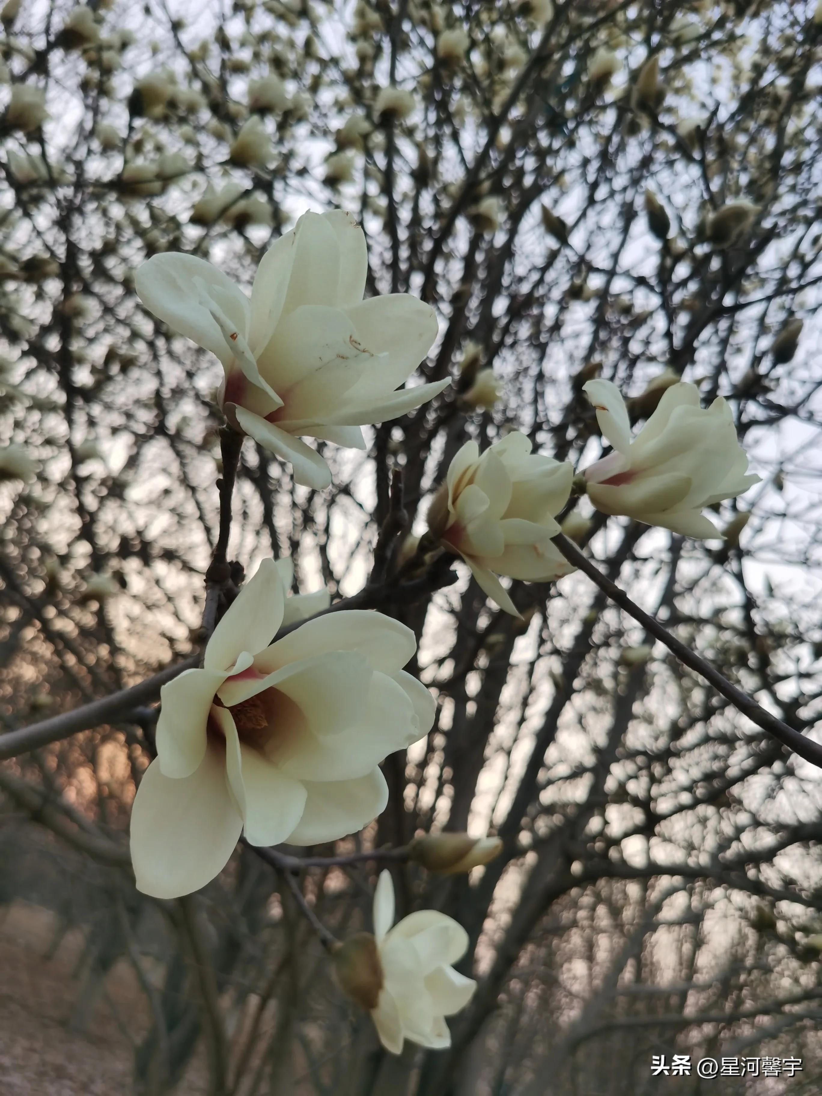 人间清醒的高级文案之春暖花开(图1)