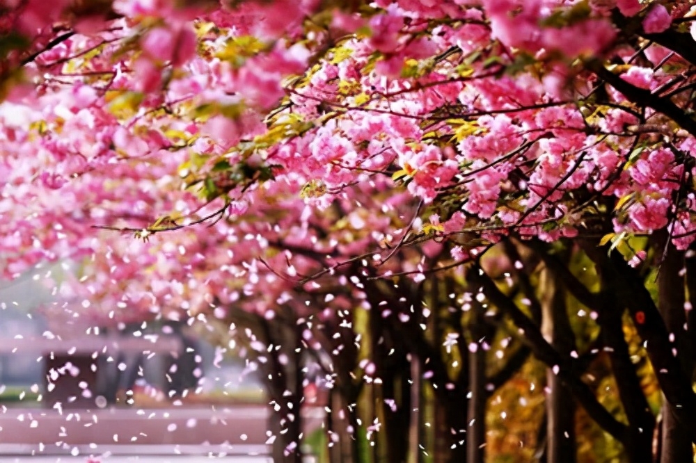 浅夏盛流年，人间芳菲染(图1)