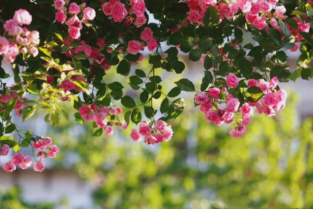 浅夏盛流年，人间芳菲染(图3)