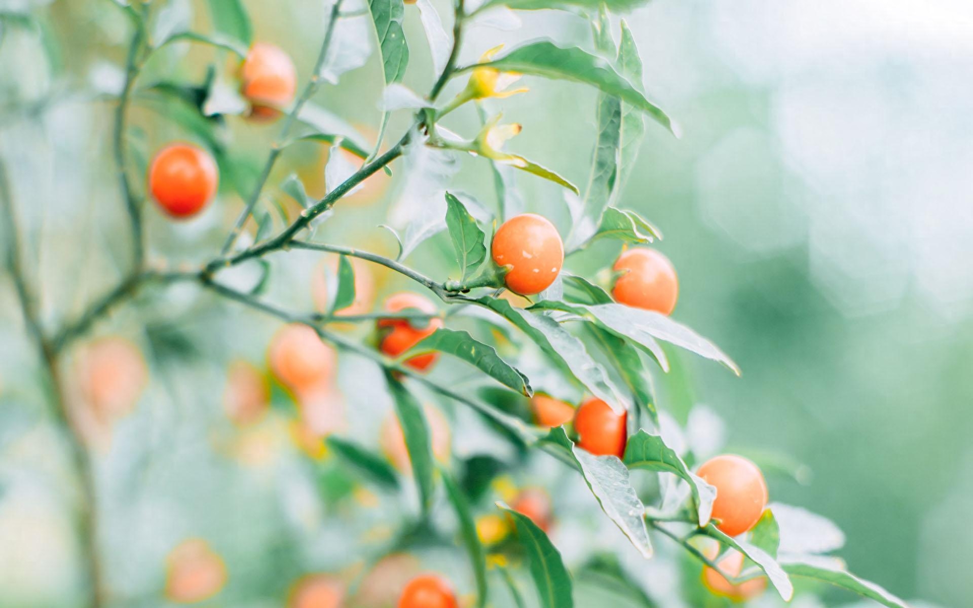 浅夏盛流年，人间芳菲染(图4)
