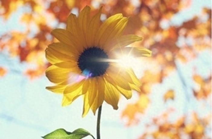 浅夏盛流年，人间芳菲染(图5)