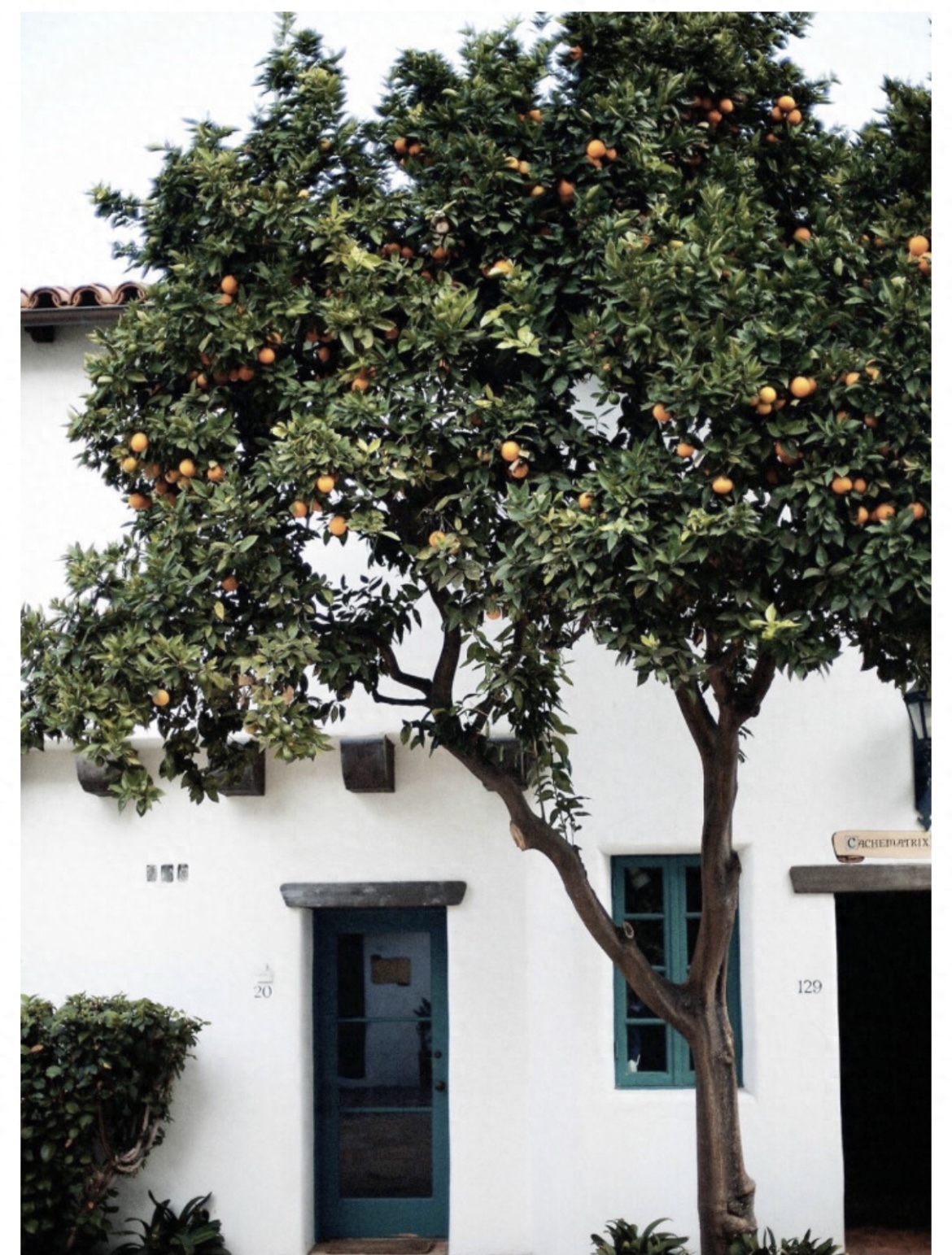 浅夏盛流年，人间芳菲染(图6)