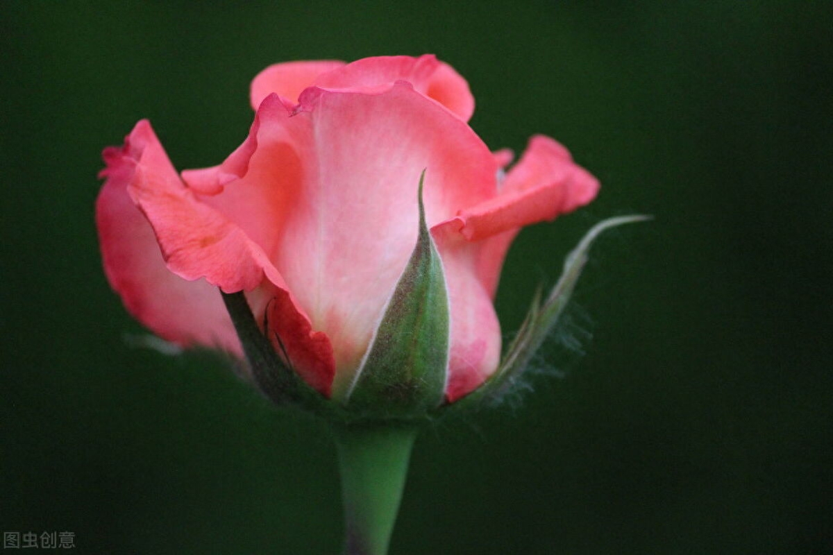 流年未央，经年未忘，时光仍在，而我瘦减了年华(图1)