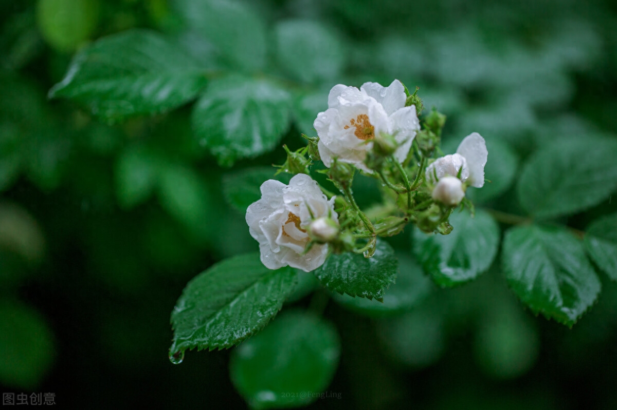 流年未央，经年未忘，时光仍在，而我瘦减了年华(图5)