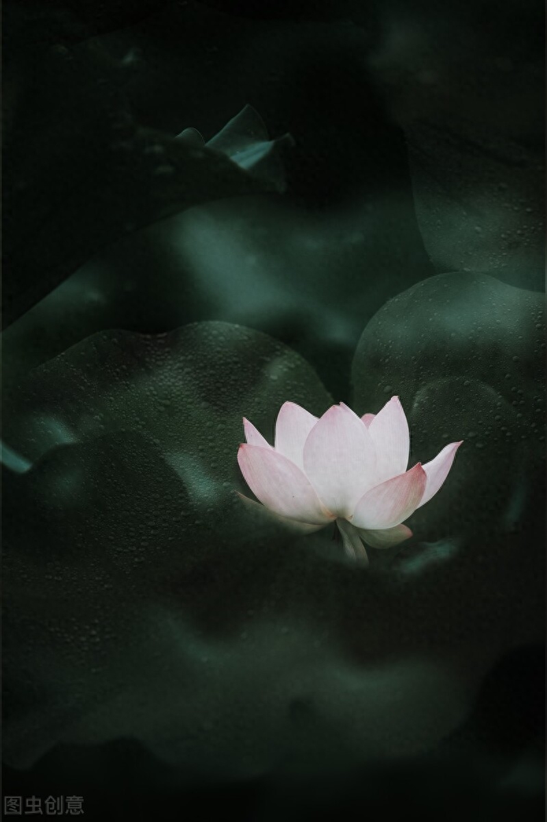 流年未央，经年未忘，时光仍在，而我瘦减了年华(图6)