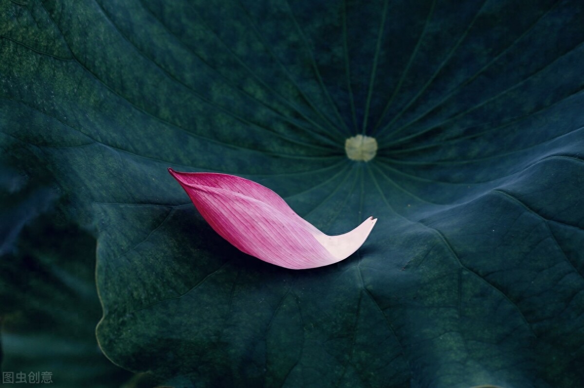 15句沧桑诗词，句句戳心，道尽人世苍凉(图2)