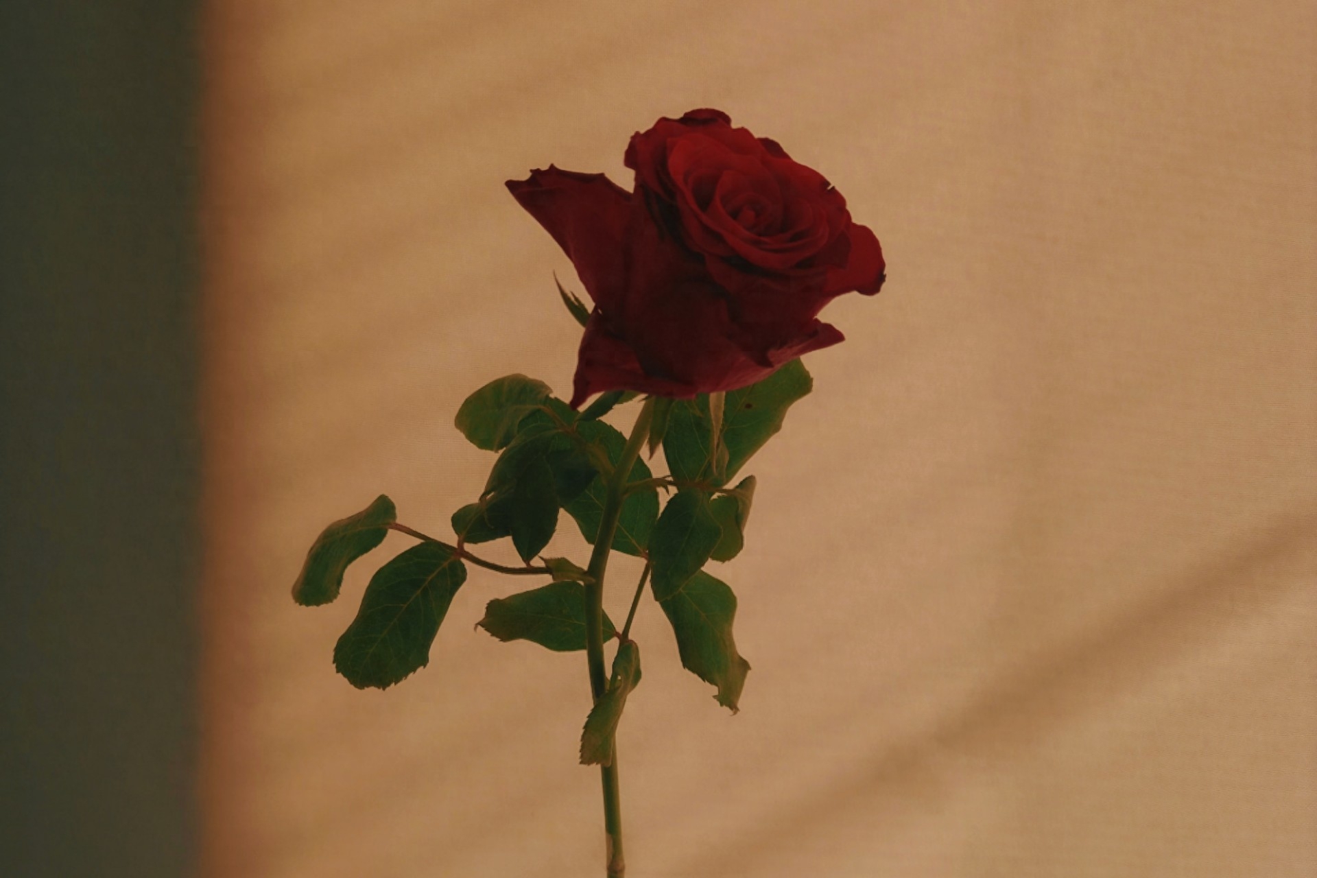 有一种默契，叫两心相知，无言也暖(图3)