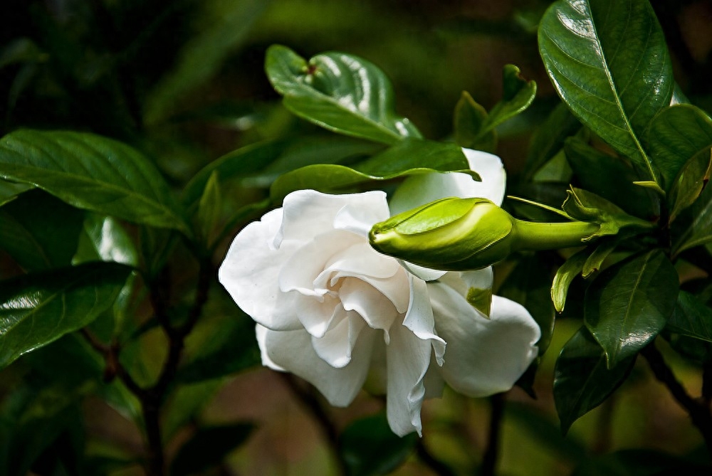 逢人且说三分话，恶语伤人六月寒，切记：言多必失，祸从口出(图1)