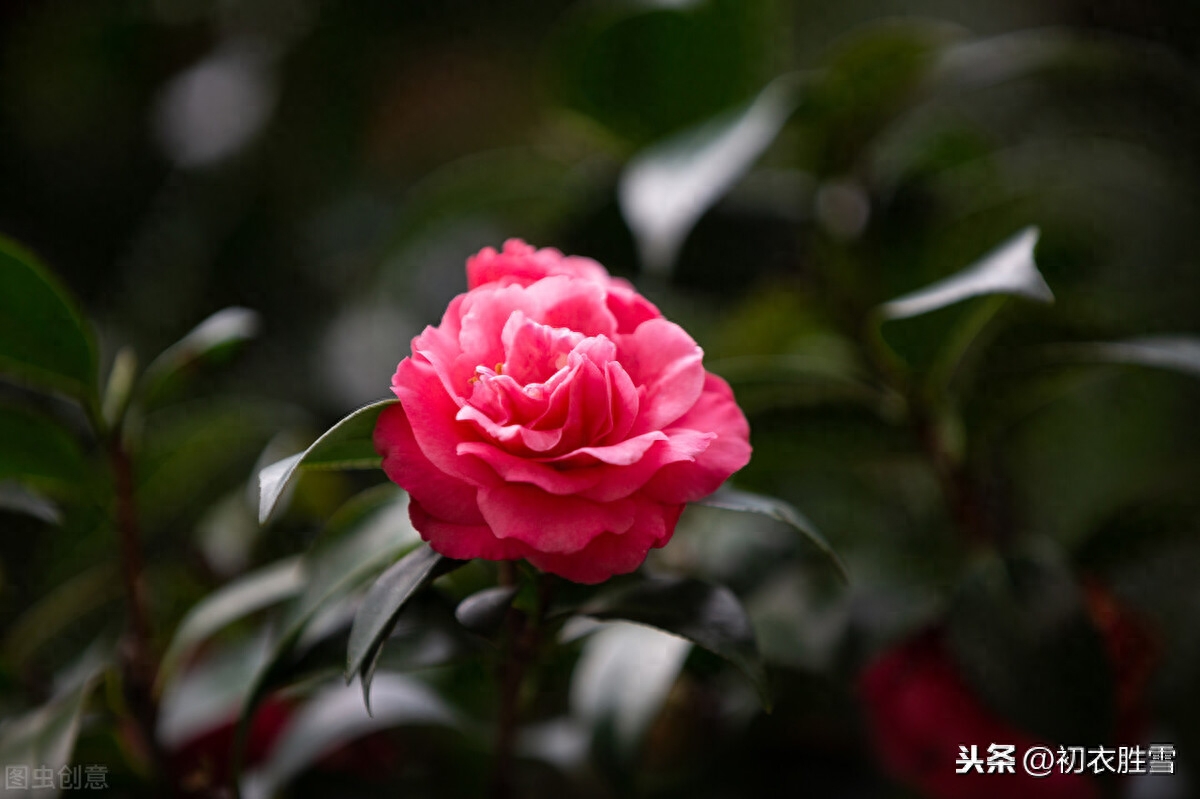 二十四番花信风之茶花：岁寒松柏如相问，一点丹红雪里开(图2)