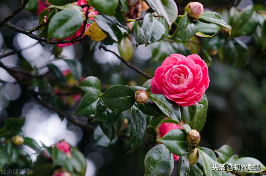 二十四番花信风之茶花：岁寒松柏如相问，一点丹红雪里开(图4)