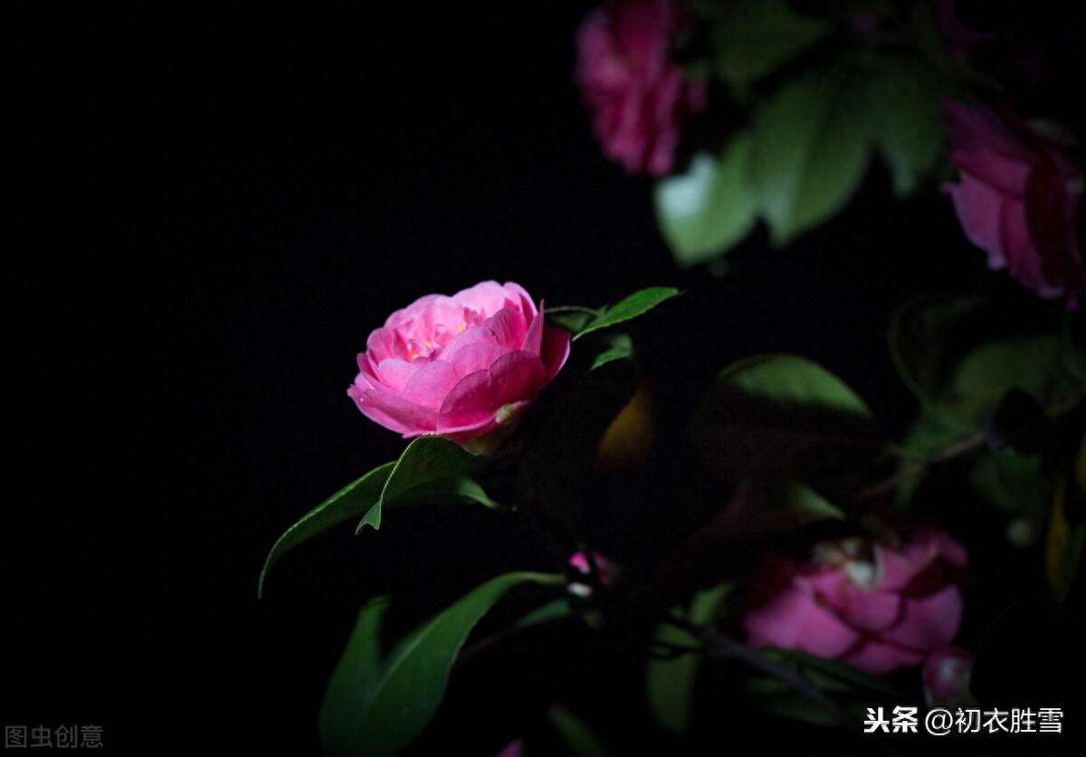 二十四番花信风之茶花：岁寒松柏如相问，一点丹红雪里开(图5)