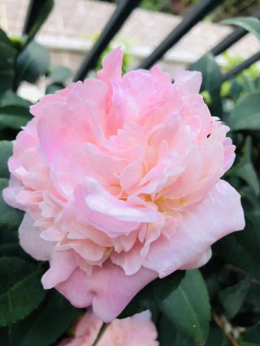 艳而不俗，美而不骄，清香宜人的香妃茶花(图1)