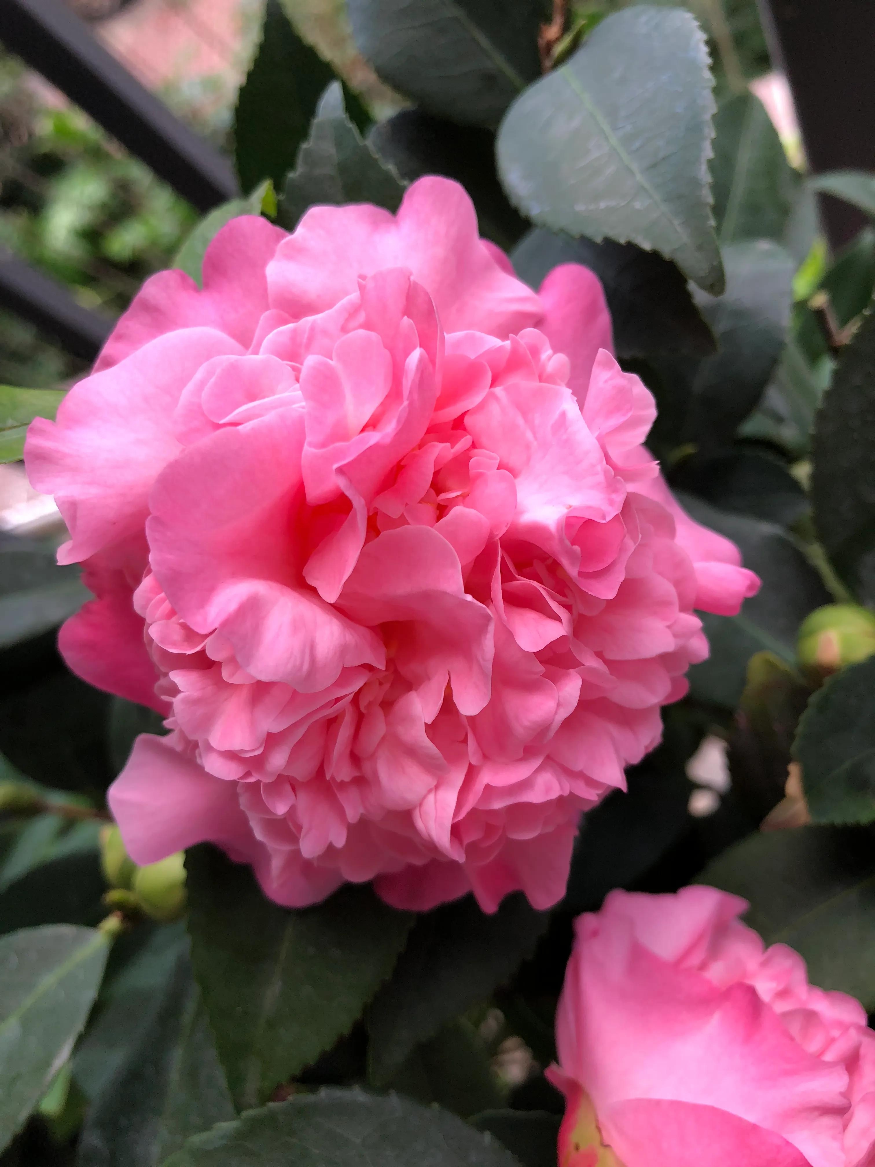 艳而不俗，美而不骄，清香宜人的香妃茶花(图2)