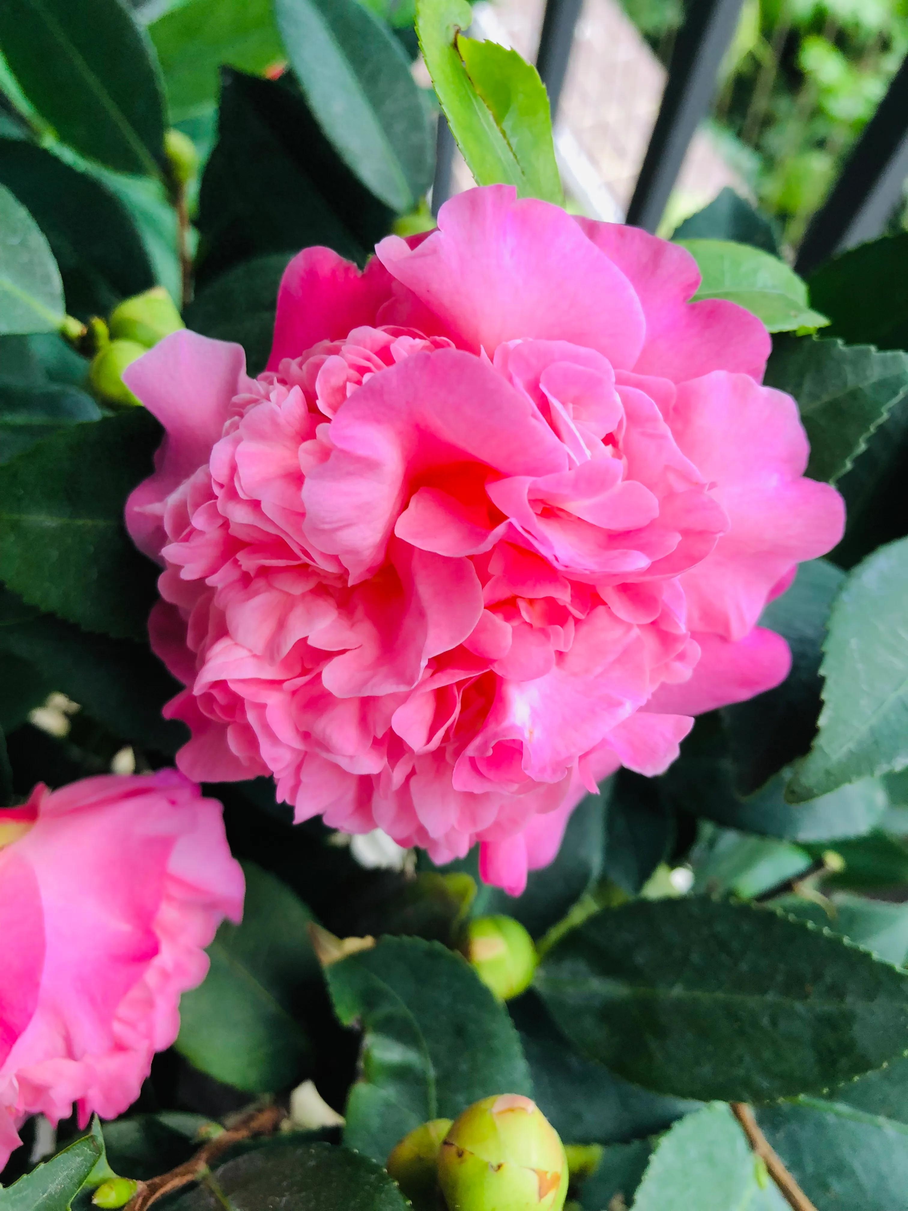 艳而不俗，美而不骄，清香宜人的香妃茶花(图3)