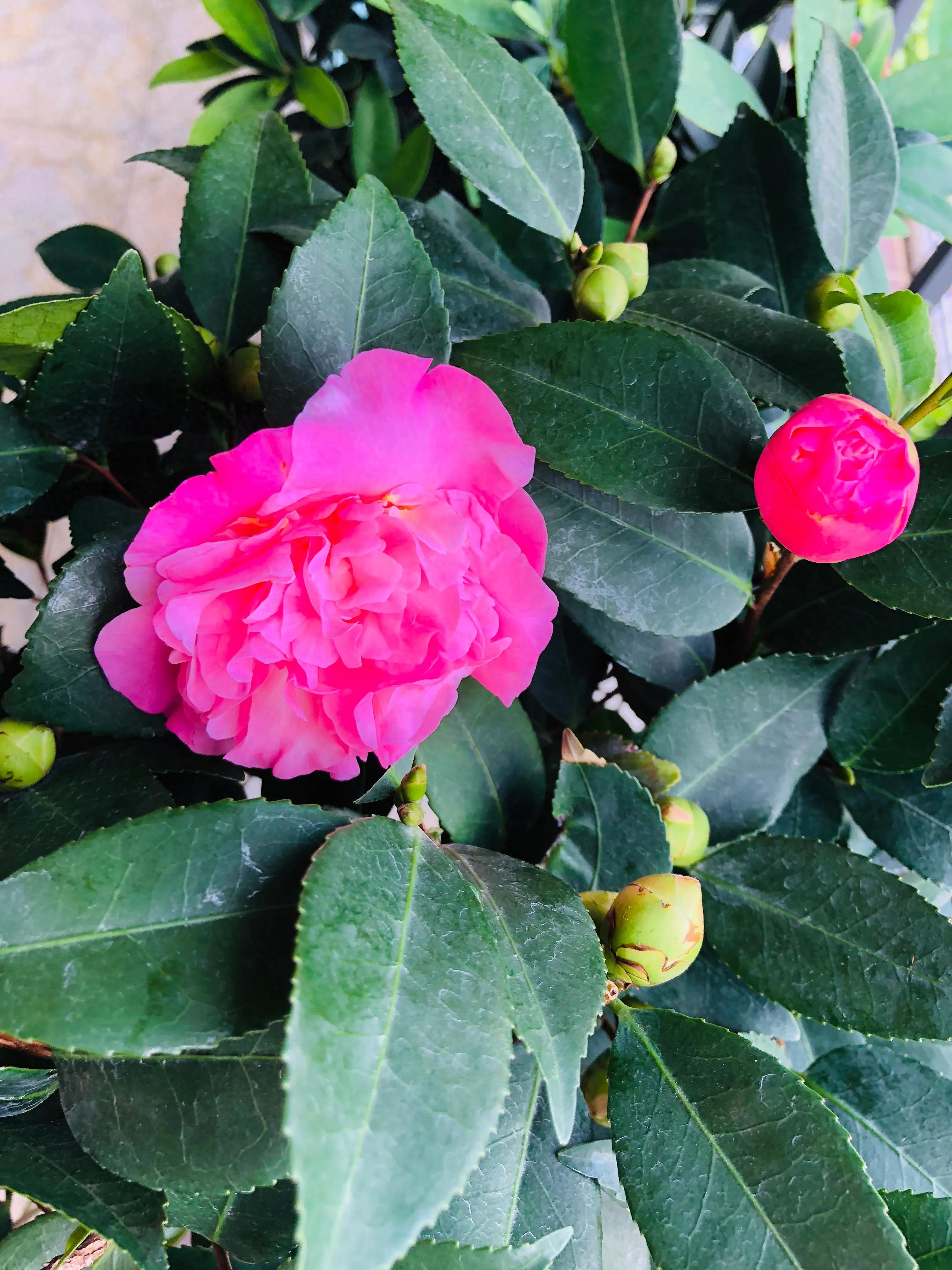 艳而不俗，美而不骄，清香宜人的香妃茶花(图4)