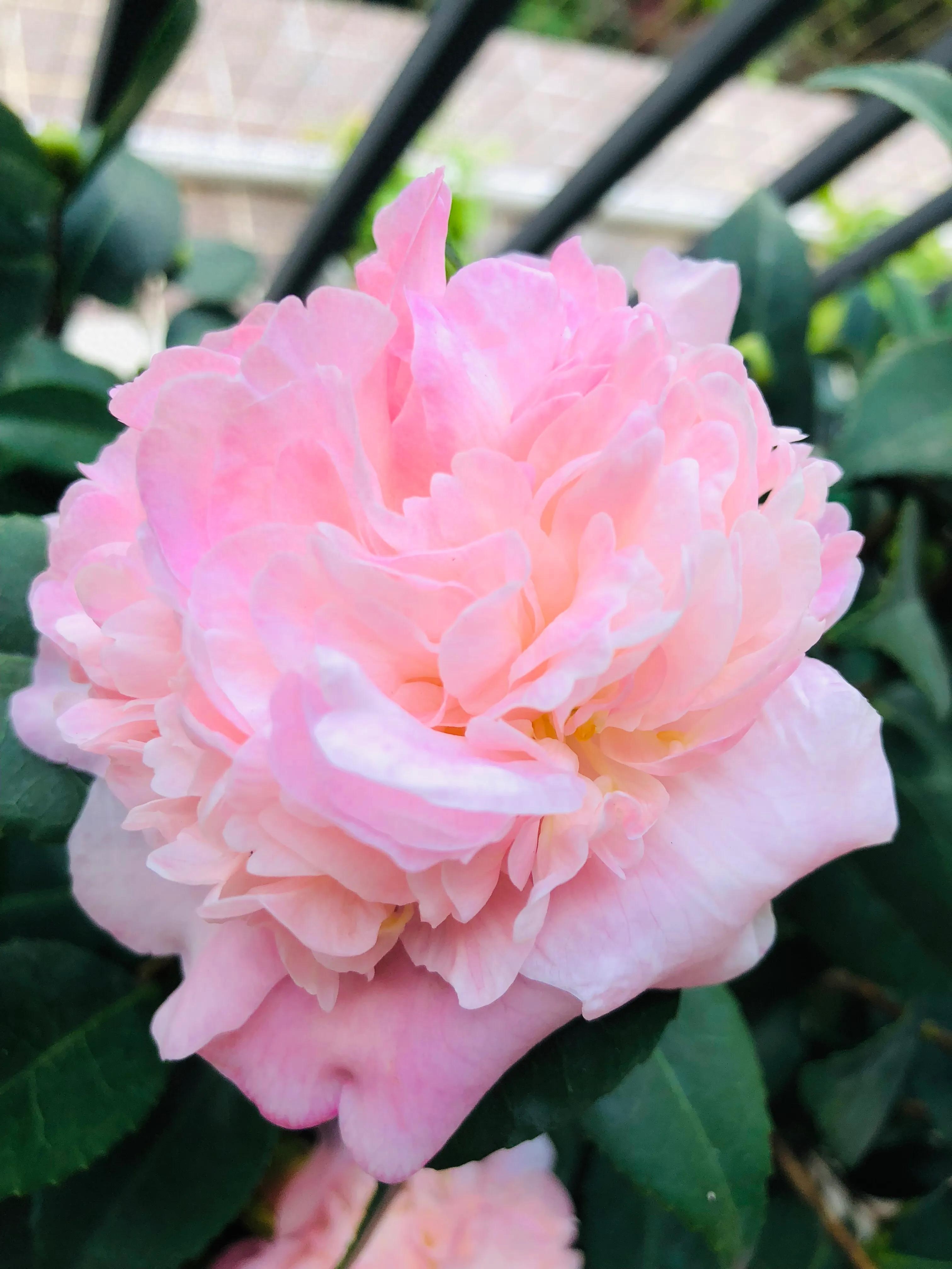 艳而不俗，美而不骄，清香宜人的香妃茶花(图5)