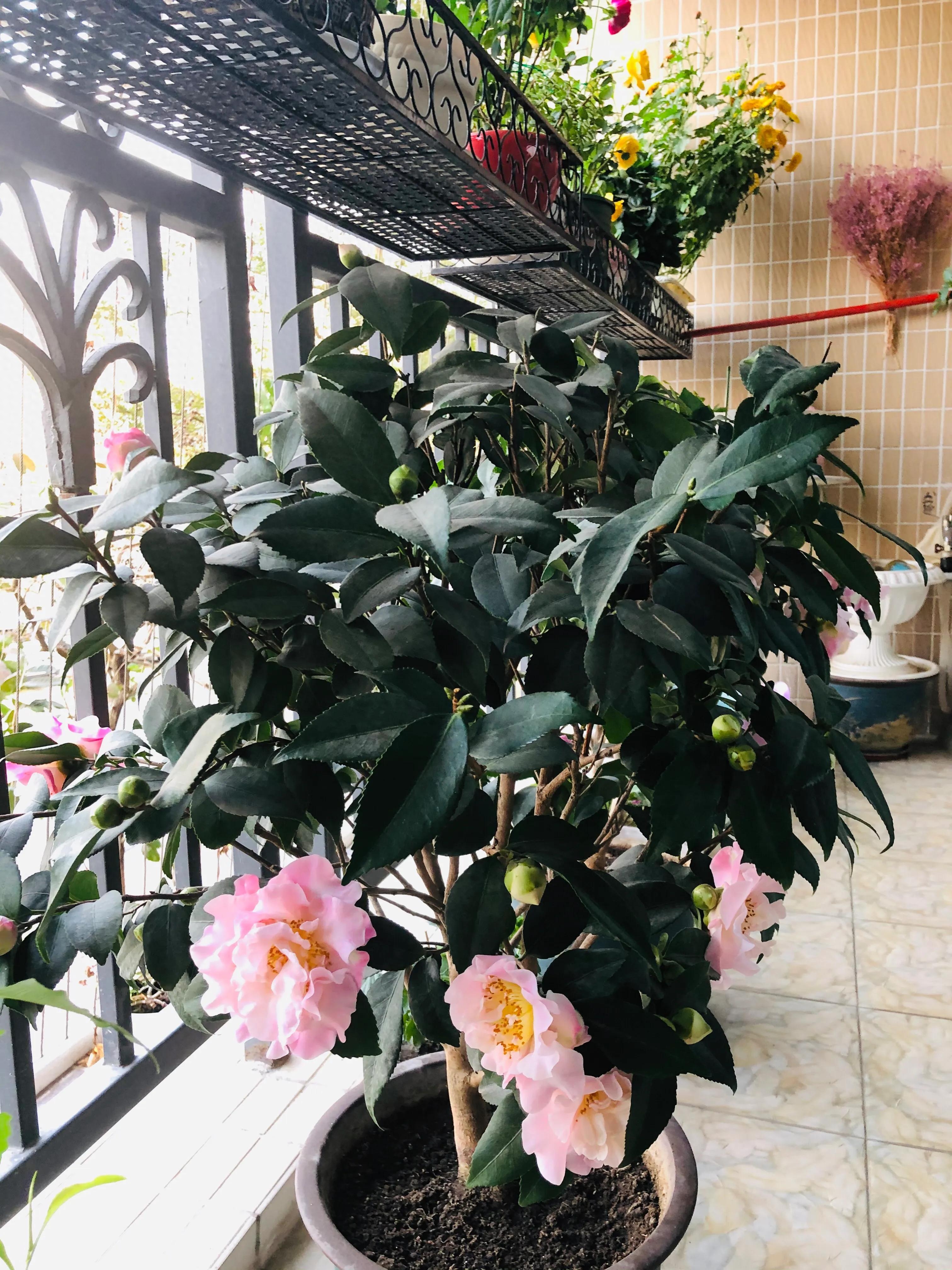 艳而不俗，美而不骄，清香宜人的香妃茶花(图6)