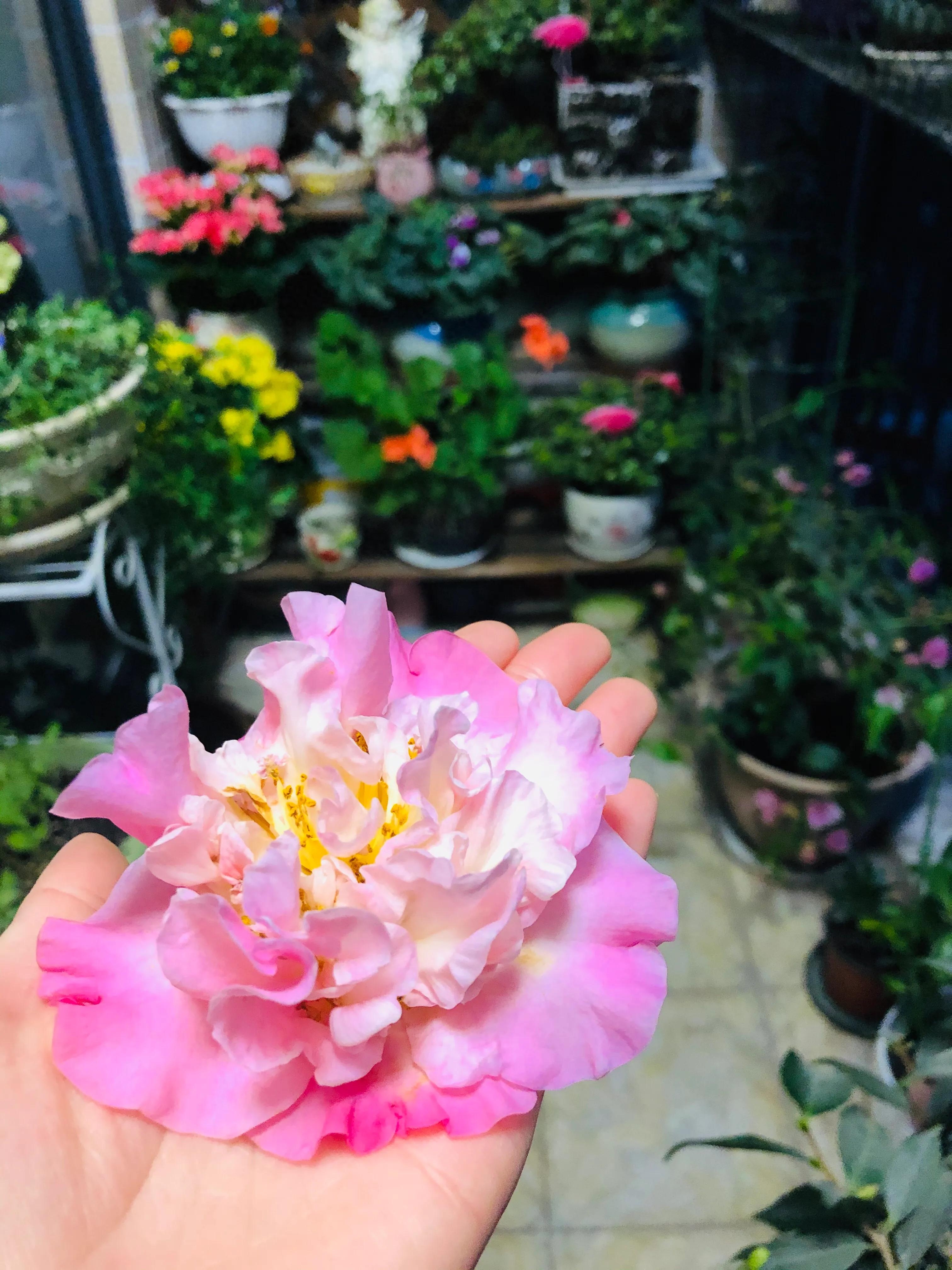 艳而不俗，美而不骄，清香宜人的香妃茶花(图7)