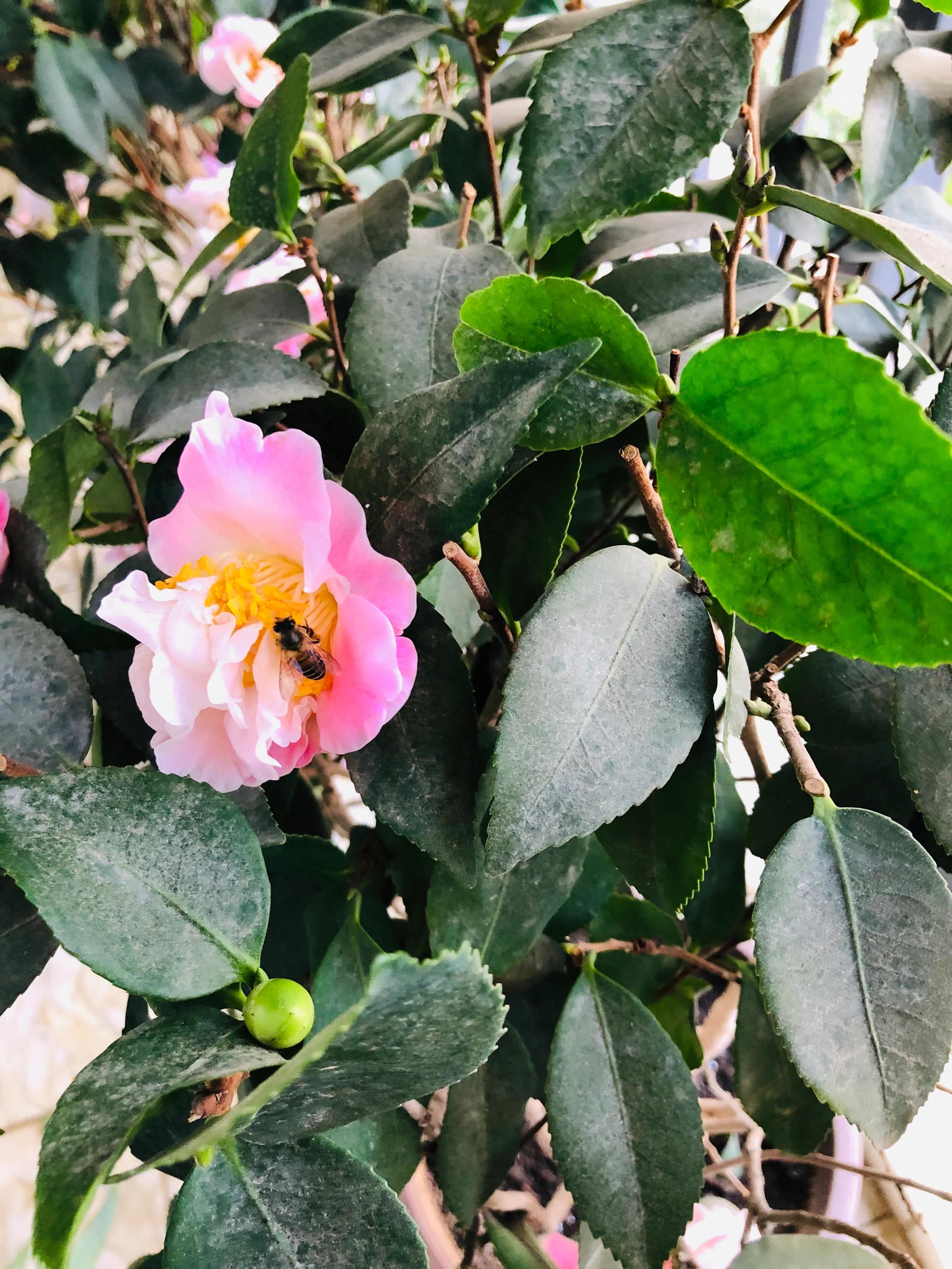 艳而不俗，美而不骄，清香宜人的香妃茶花(图9)