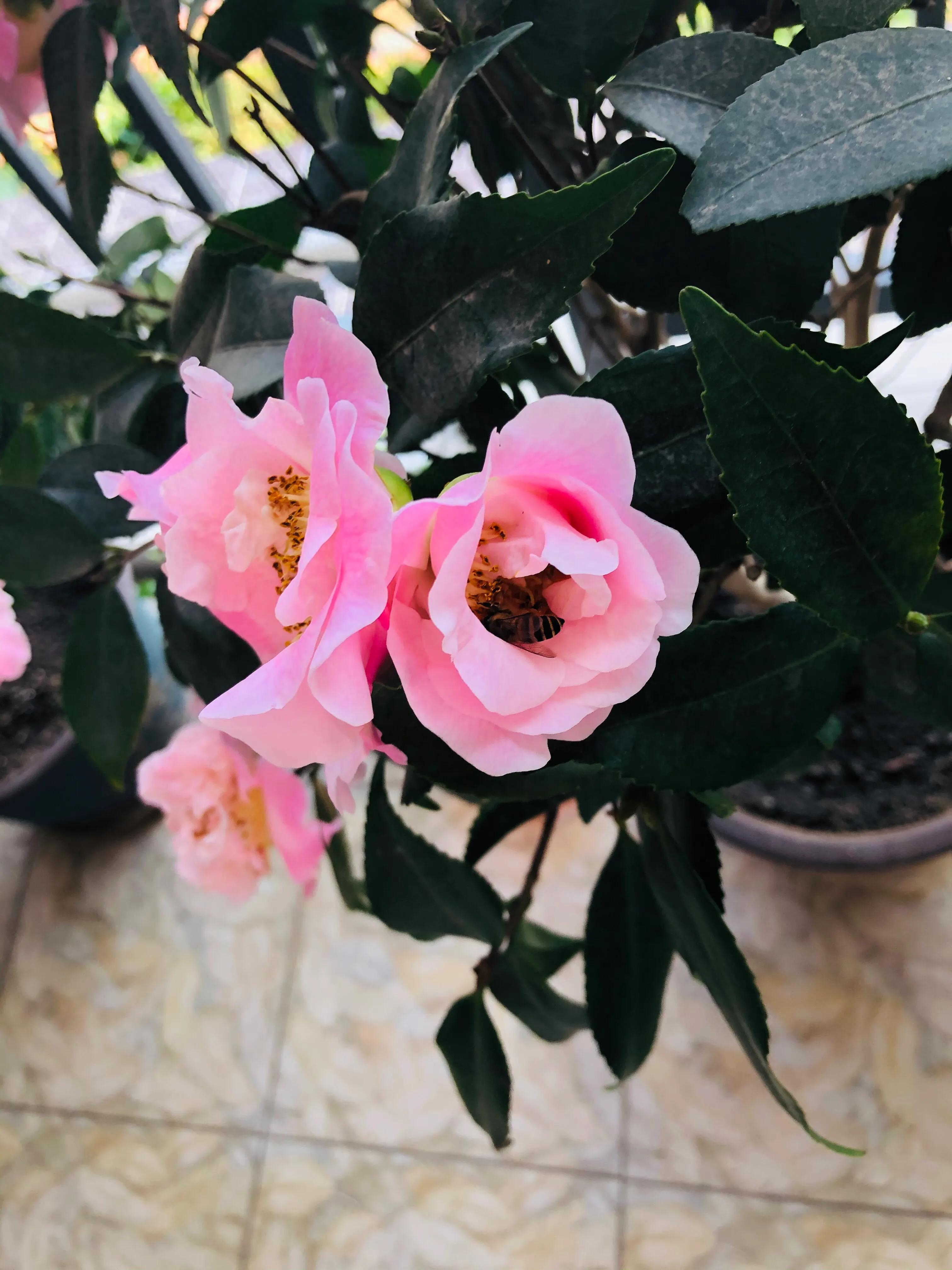 艳而不俗，美而不骄，清香宜人的香妃茶花(图10)