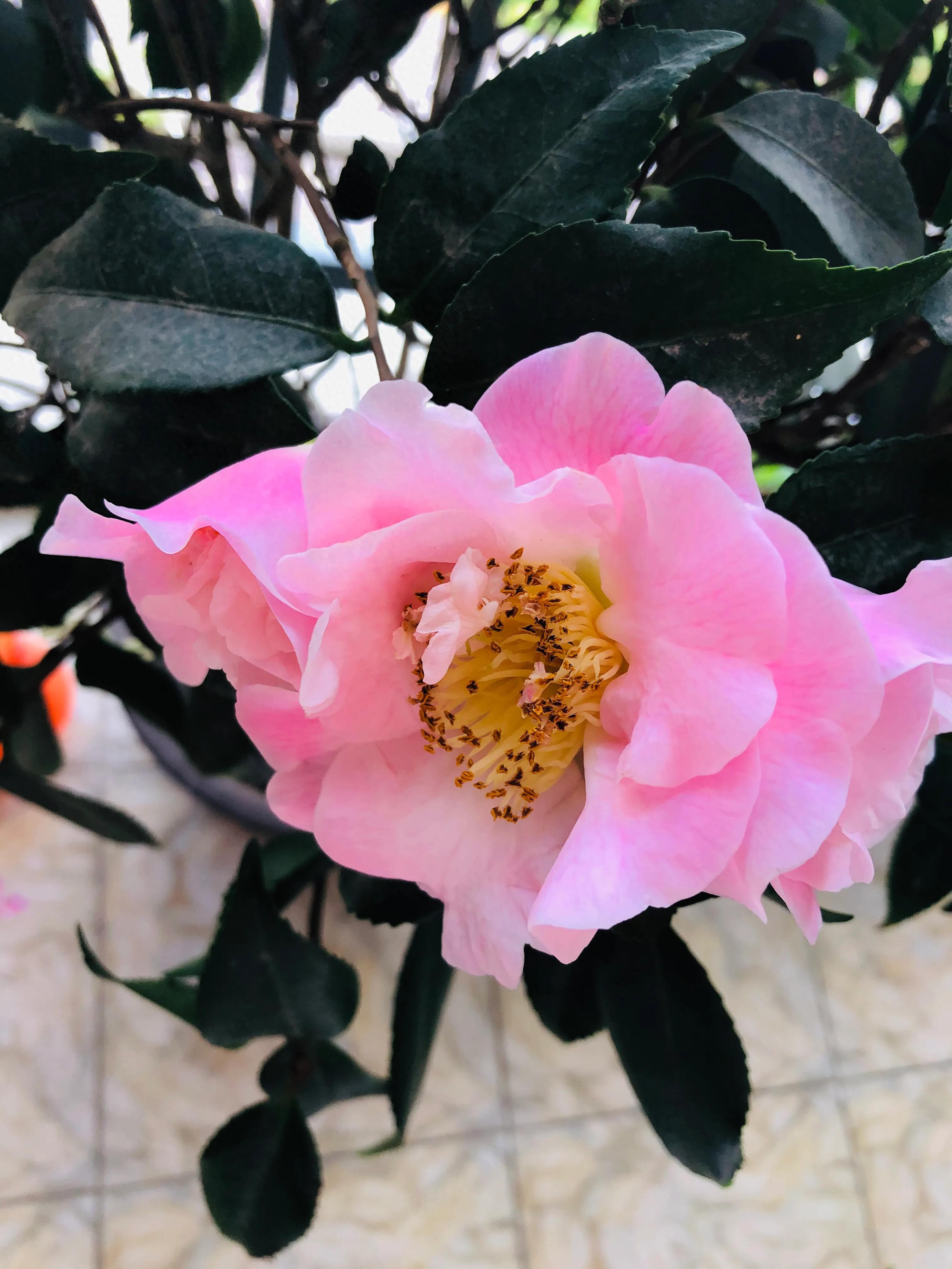 艳而不俗，美而不骄，清香宜人的香妃茶花(图11)